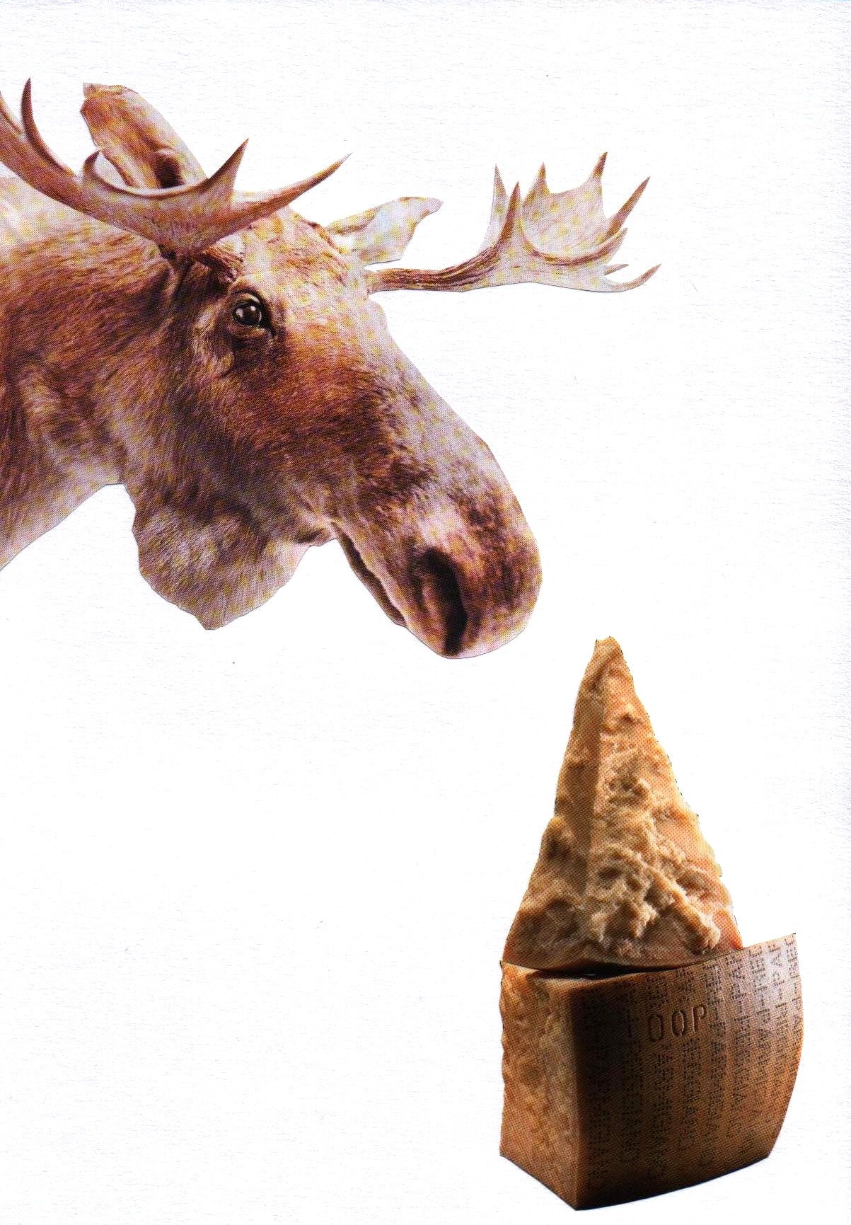 moose_and_cheese
